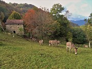 74 Al mio richiamo gli asinelli escono dalla stalla